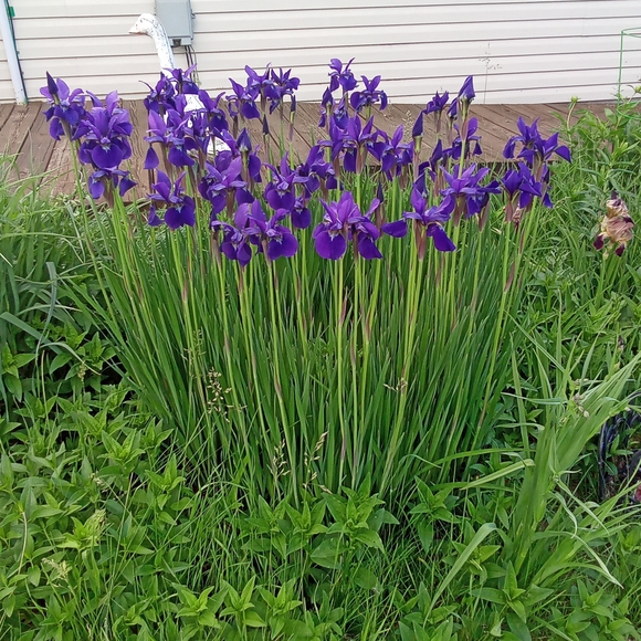 Meet your Posher, Carol - Picture 2 of 6